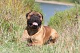 BULLMASTIFF 092